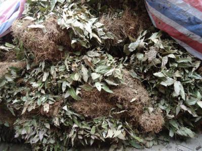 重庆高山野生淫羊藿1000斤供应，货品绝对真开，有假包换