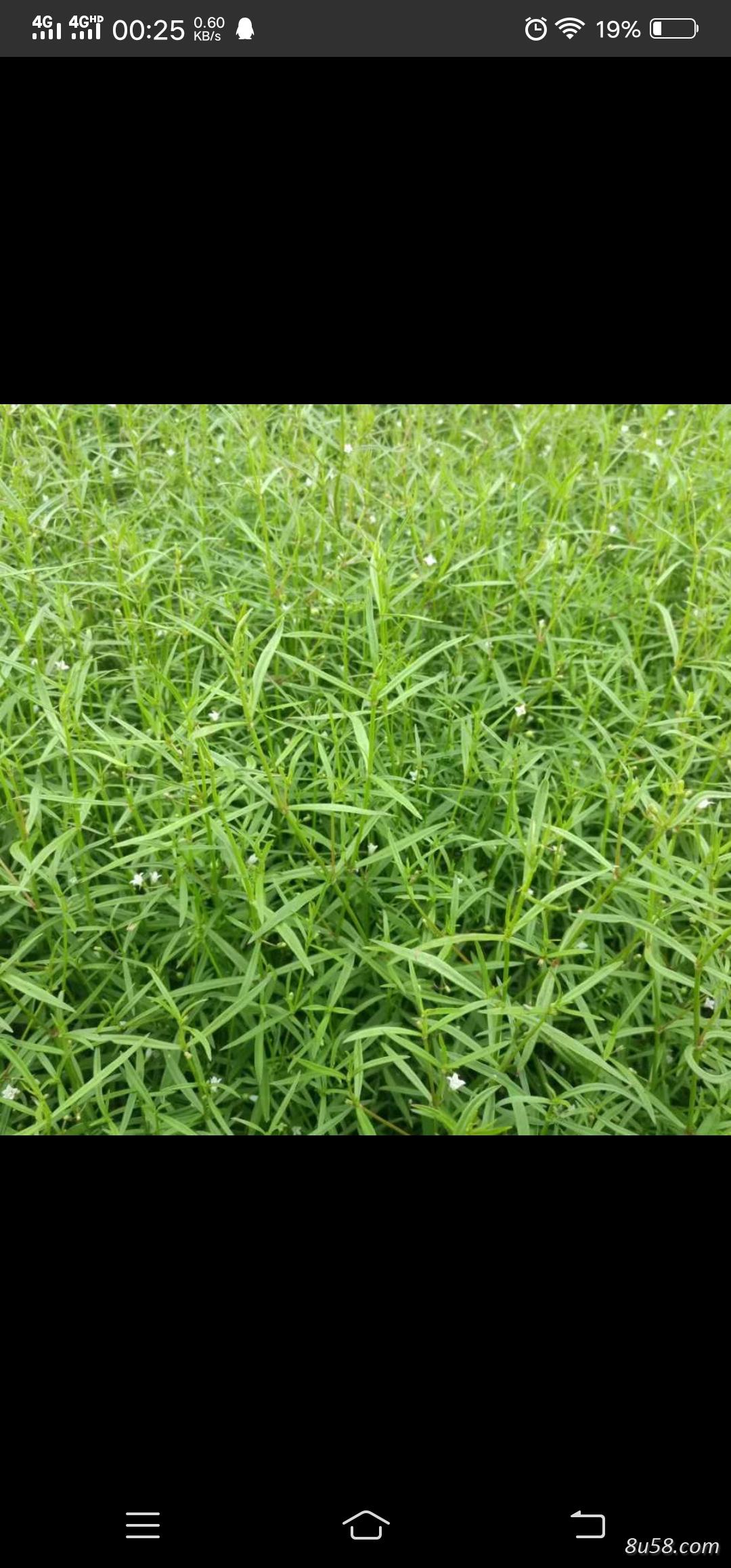 江西白花蛇舌草，小叶大花