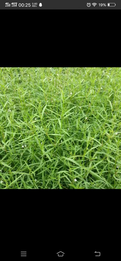 江西白花蛇舌草，小叶大花