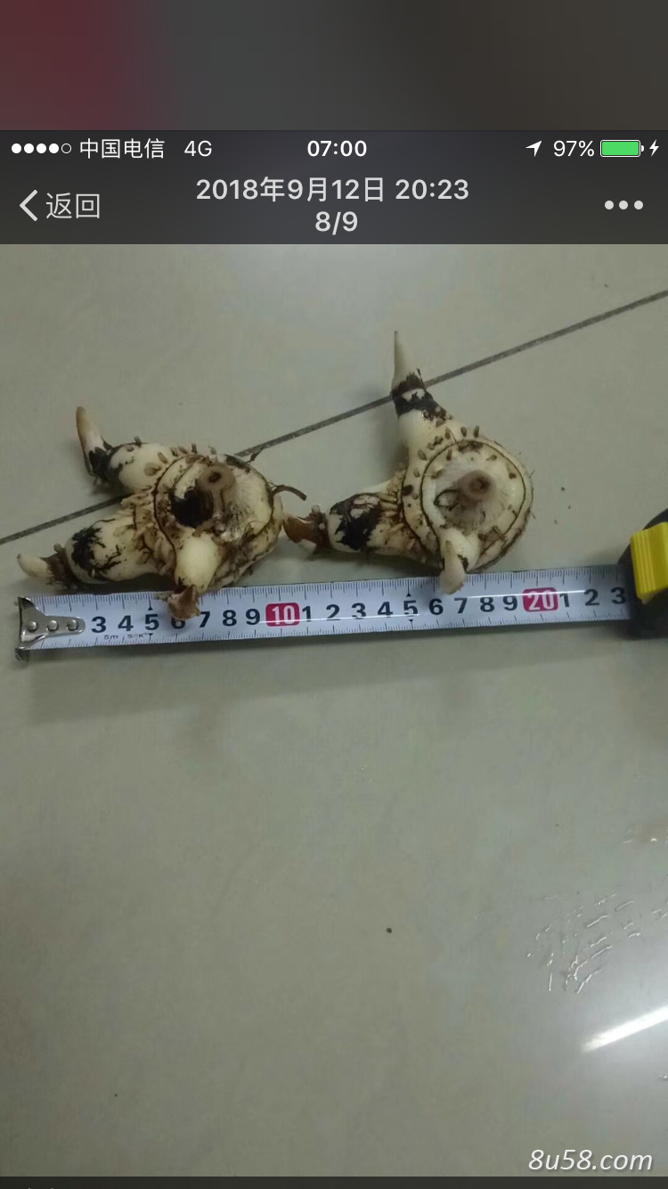 野生白及 现货10吨