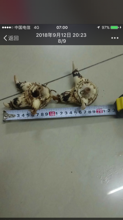 野生白及 现货10吨