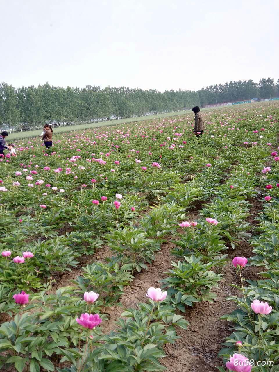 出售芍药，四年的，山东菏泽