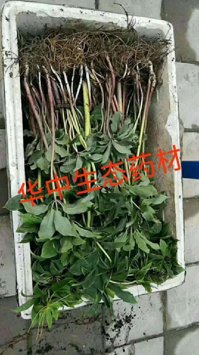 重楼种苗
