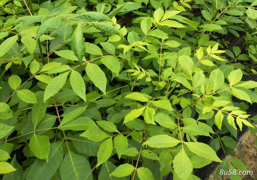 大量销售中花吴茱萸种苗,欢迎前来参观,量大从优 大量销售中花吴茱萸种苗,欢迎前来参观,量大从优