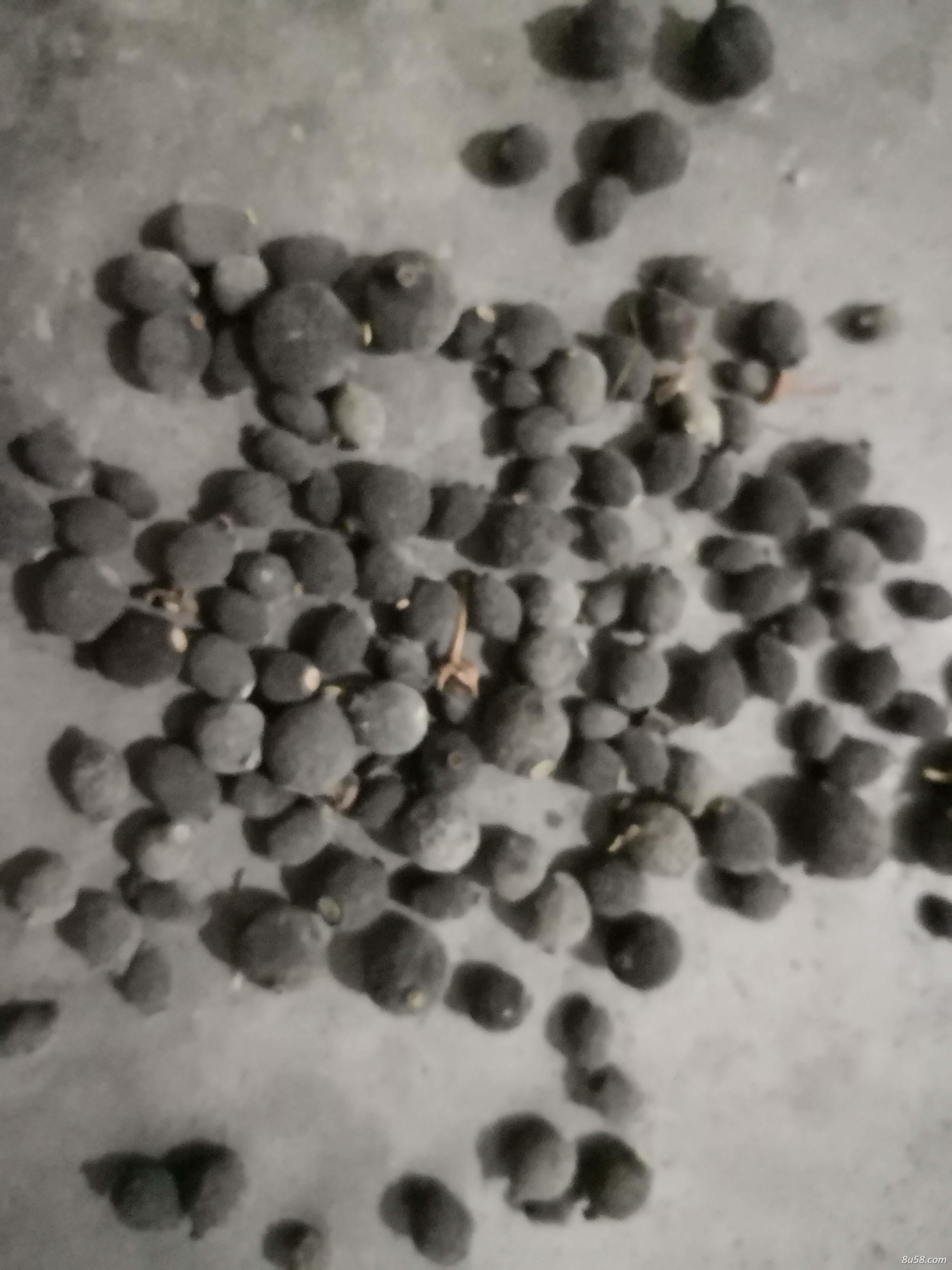 大量脐橙枳实 产地直销