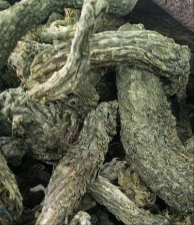 新疆肉苁蓉