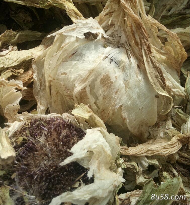 新疆天山雪莲正品