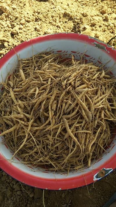 自家种植太子参  还有3吨中统货