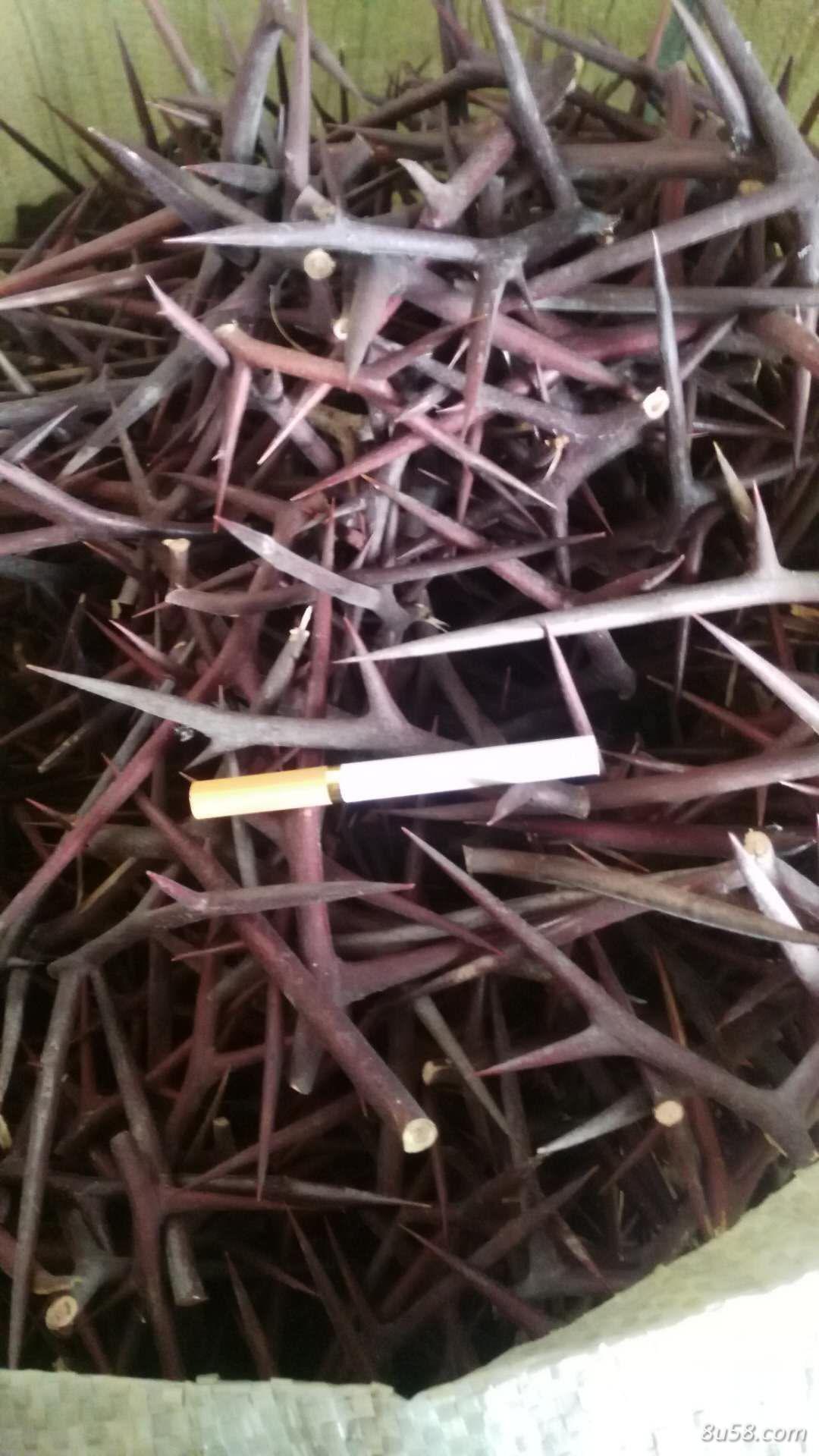 售皂角刺