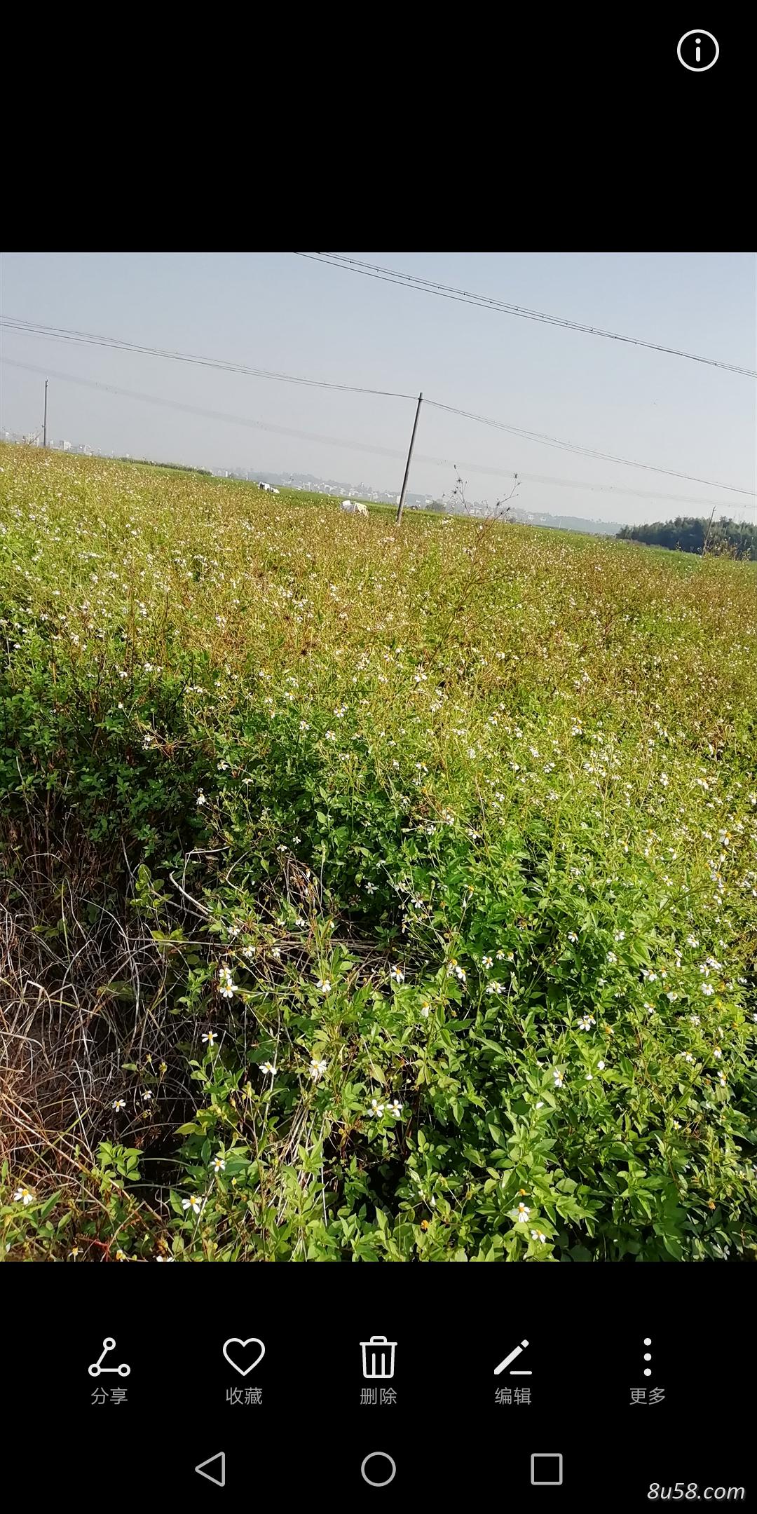 鬼针草