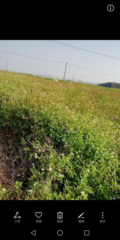 鬼针草