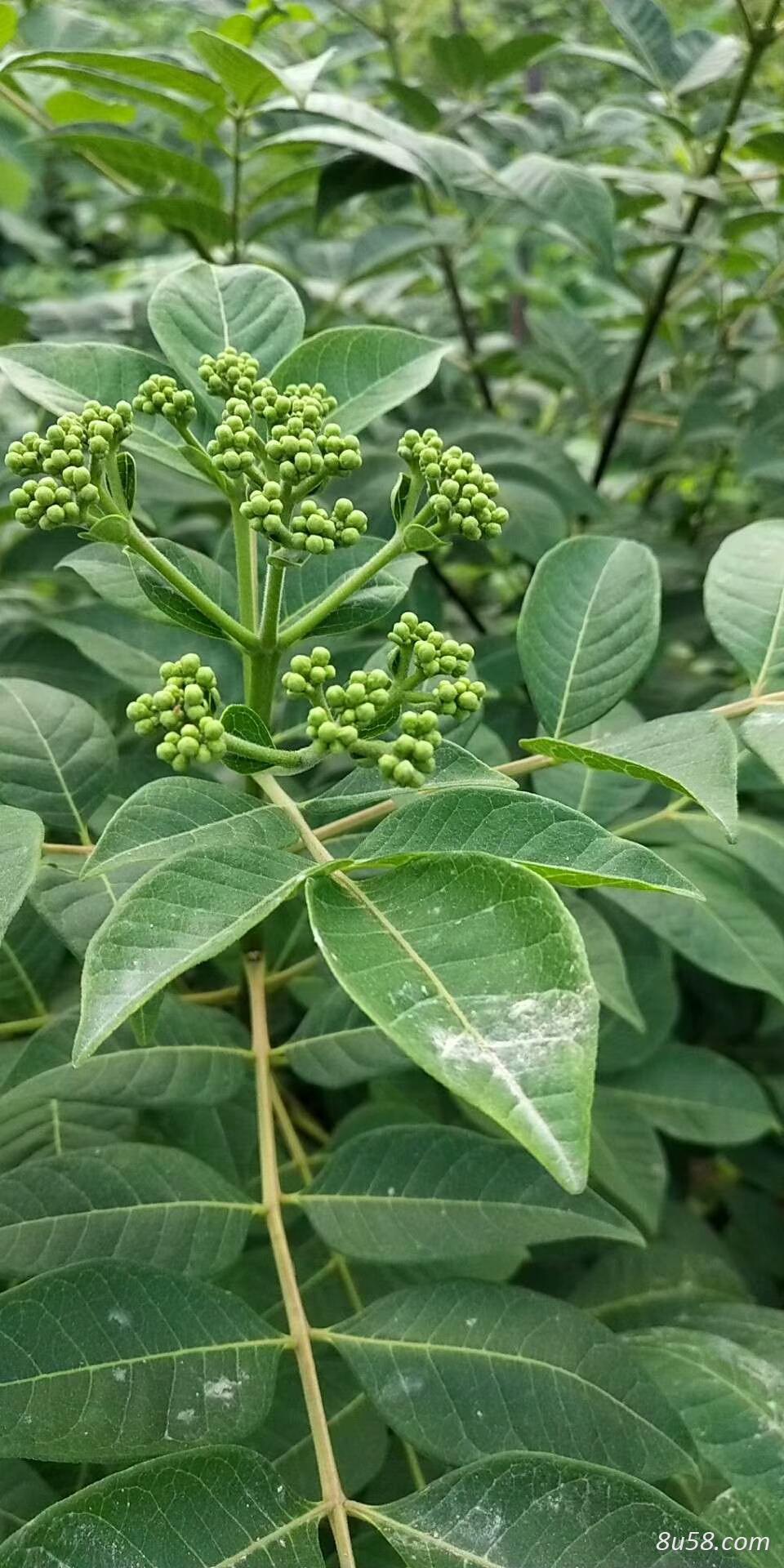 出售高产吴茱萸苗江西苗,广西苗价格6.5元 出售高产吴茱萸苗江西苗,广西苗价格6.5元