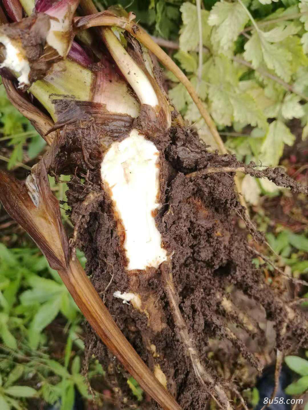 大量当归 青海当归 西宁当归种植基地 草把当归 大量当归 青海当归 西宁当归种植基地 草把当归
