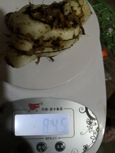 出售全程农家肥种植的白芨，个大，白。