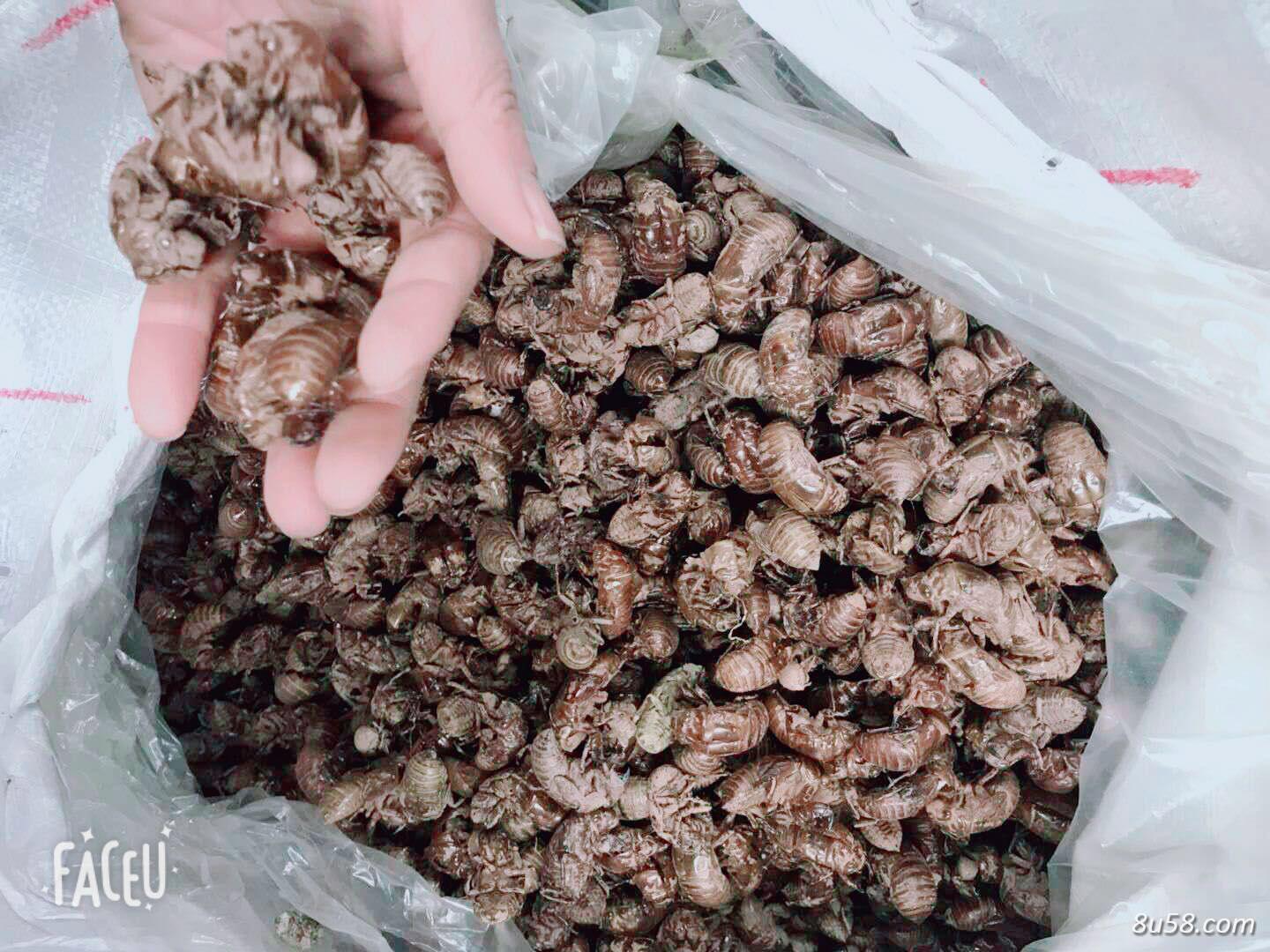 山东聊城沙地蝉壳求上门收购