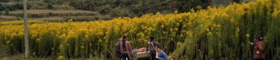 一枝黄花