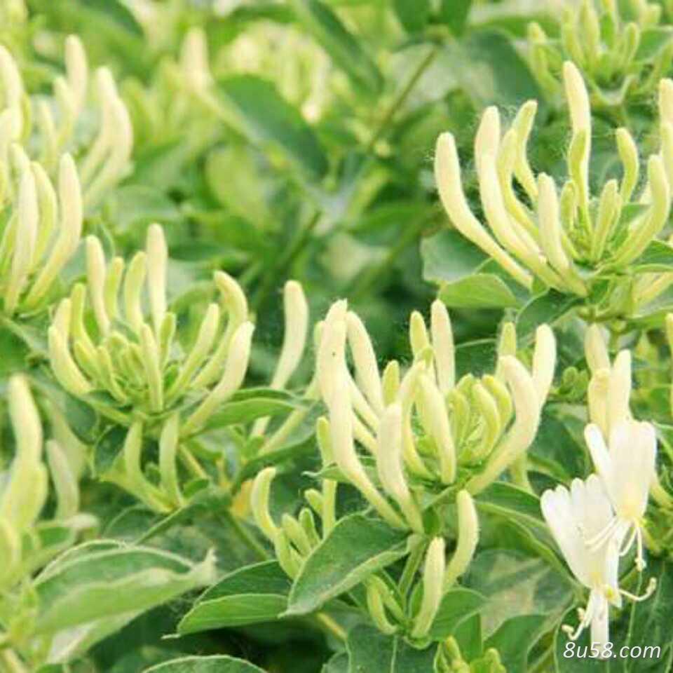 金银花种苗新品种不开花。四季花一年苗,二年苗 金银花种苗新品种不开花。四季花一年苗,二年苗