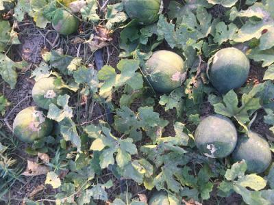 专卖无架青瓜（瓜蒌）100亩待售