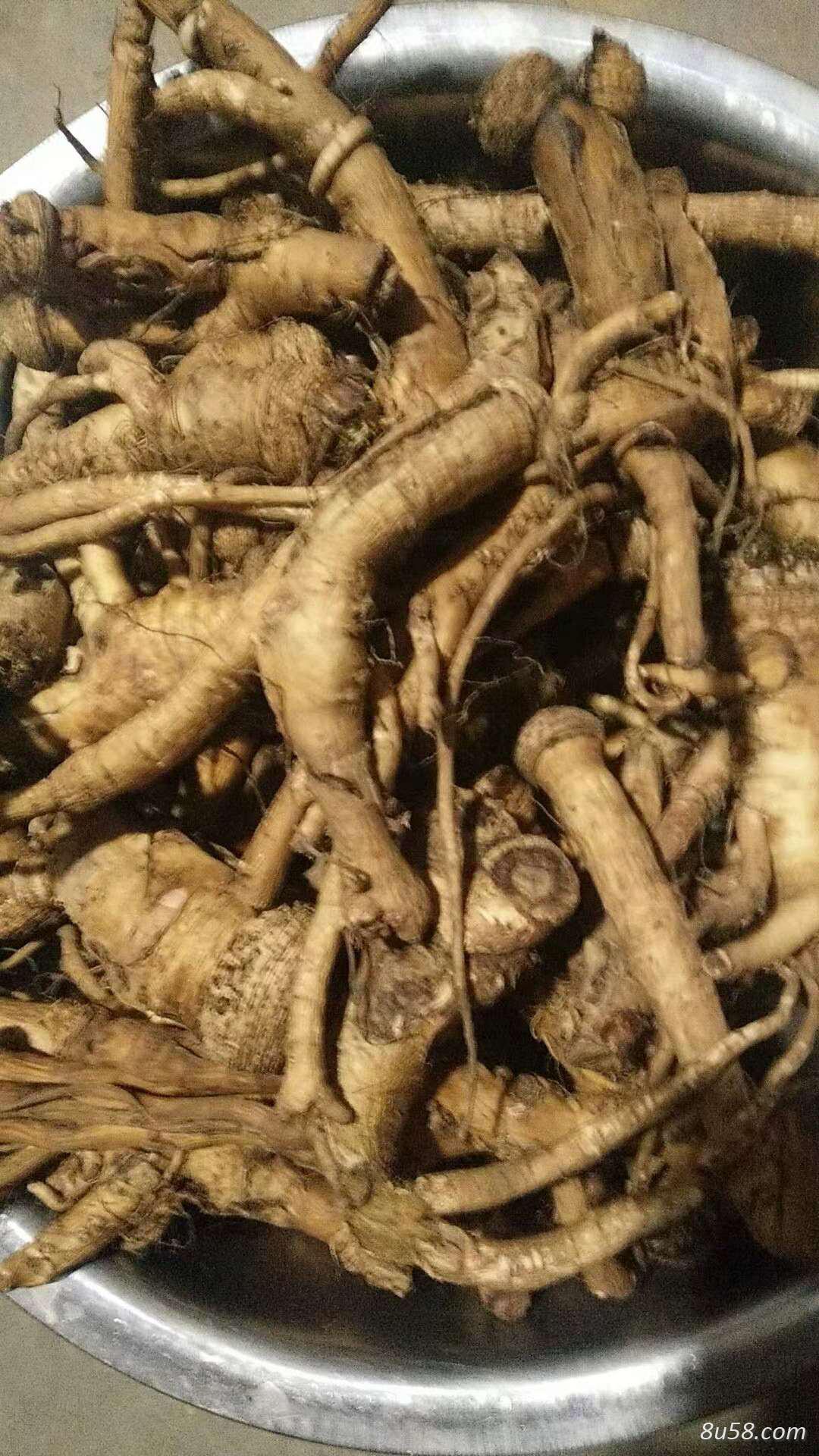 优质吉林白山蒲公英根