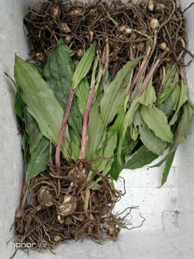 毛慈菇 山慈菇 泥宾子