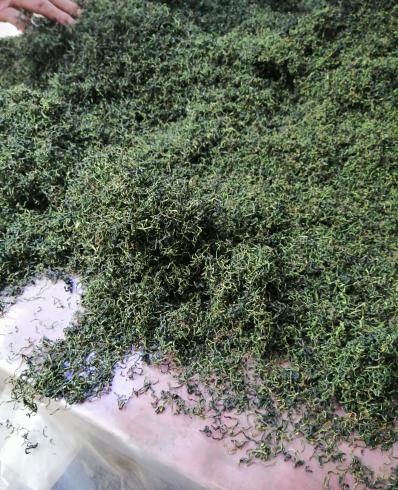 优质蒲公英茶，量大从优！