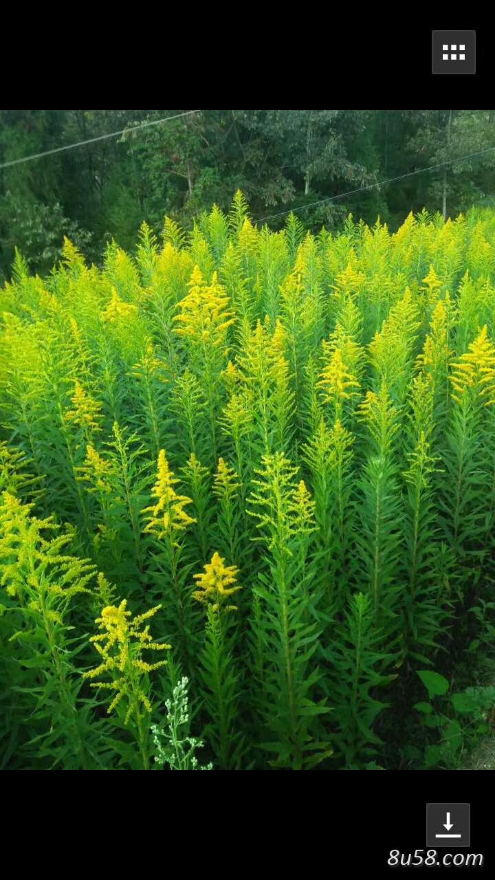一枝黄花