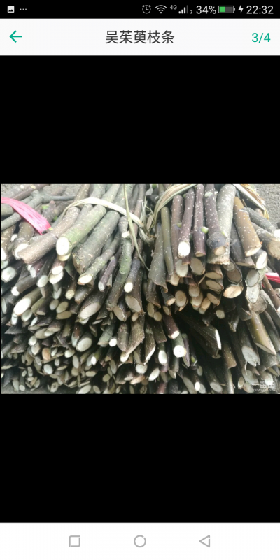 江西樟树真宗吴茱萸枝条（牙饱满成活率高）