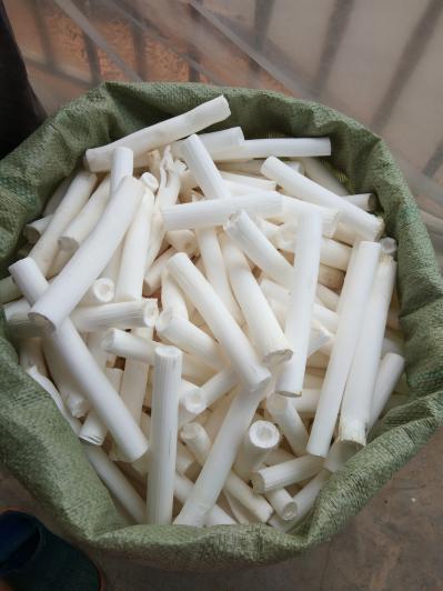 野生大通草