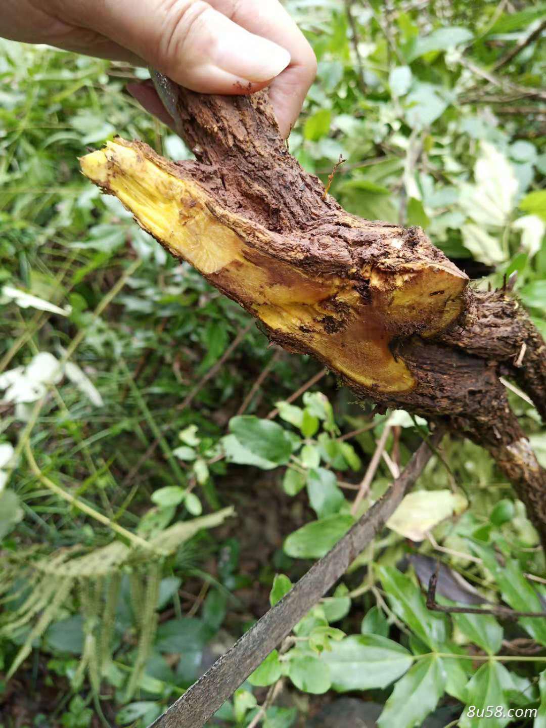 四川20年野生刺黄柏求收购