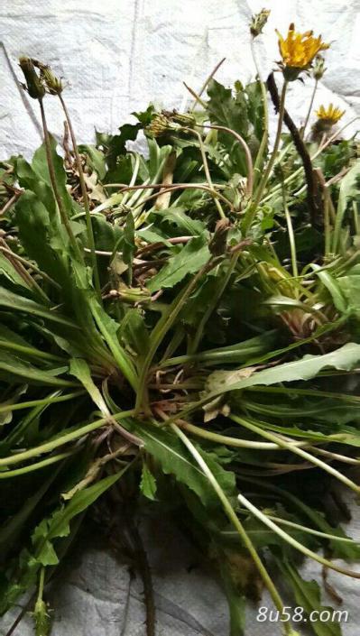 山西源县野生蒲公英出售，干鲜都有，药农直供价优