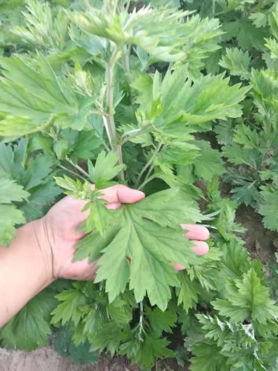 常年大量出售艾叶，全棵艾草