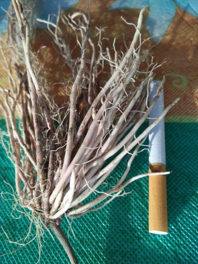 东北直立白薇小苗，种植的成活率百分百