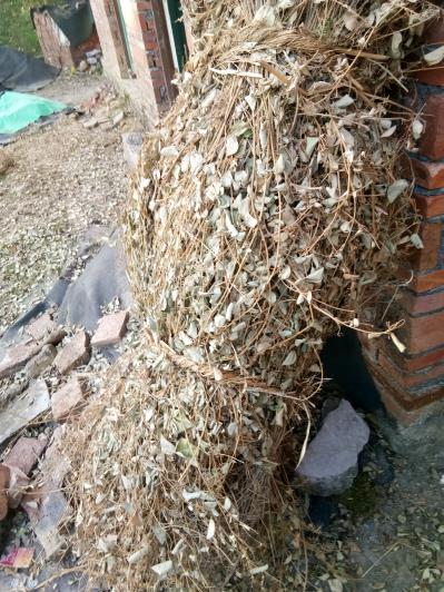 金钱草