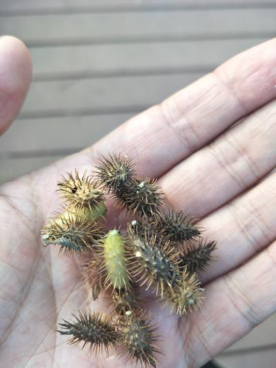 苍耳子