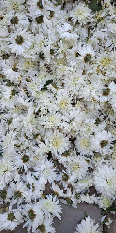 基地直供 杭菊 白菊 散装 箱装