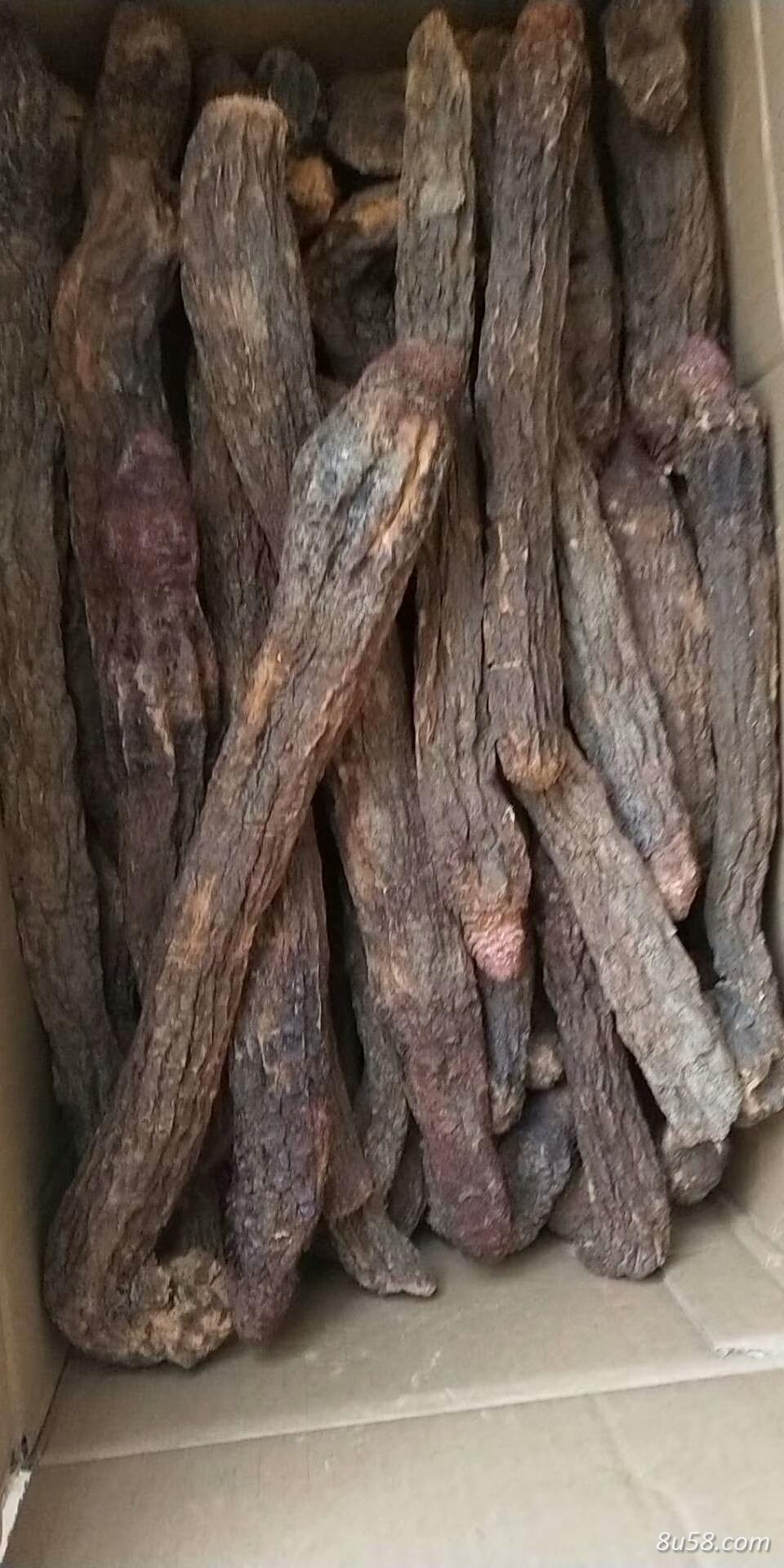锁阳