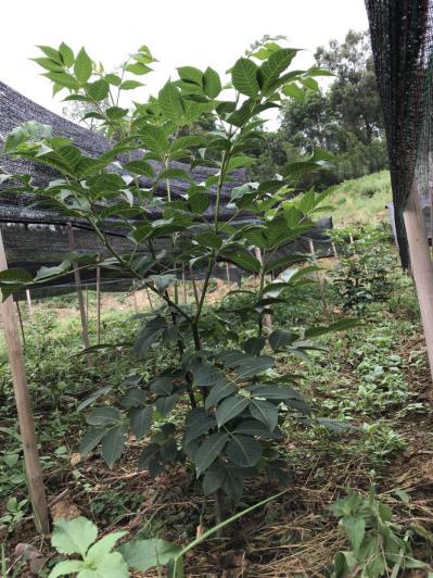 广西正宗中花吴茱萸扦插苗，已分多枝