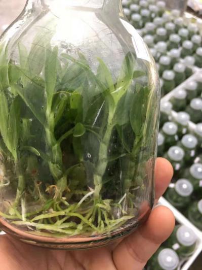 雁荡山红杆软脚品种铁皮石斛组培苗
