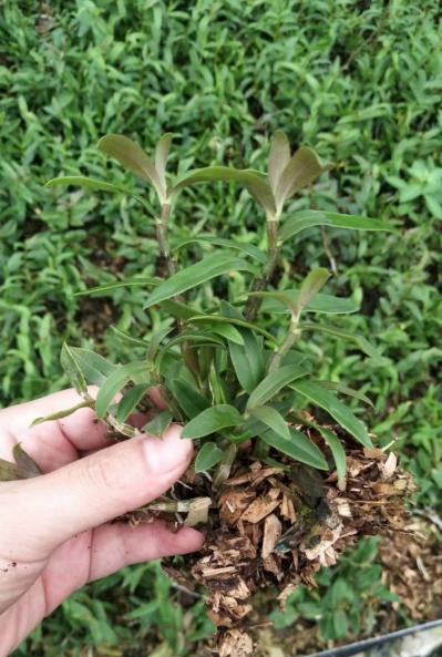 雁荡山红杆软脚品种铁皮石斛一年驯化苗