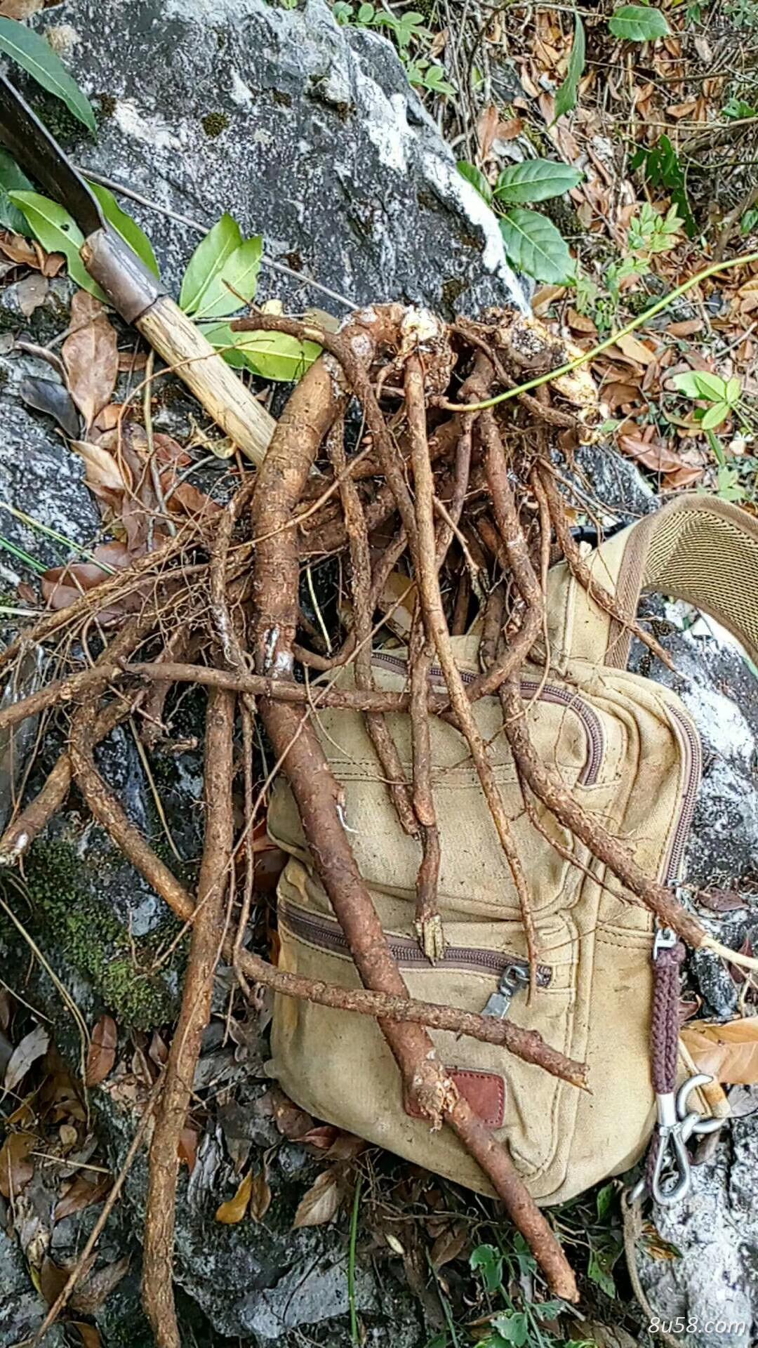 供应野生山豆根