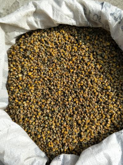 出售湖北道地药材野菊花