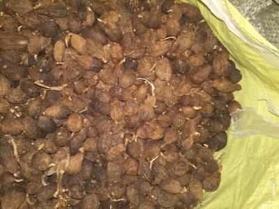 有需要草果药材可以了解联系