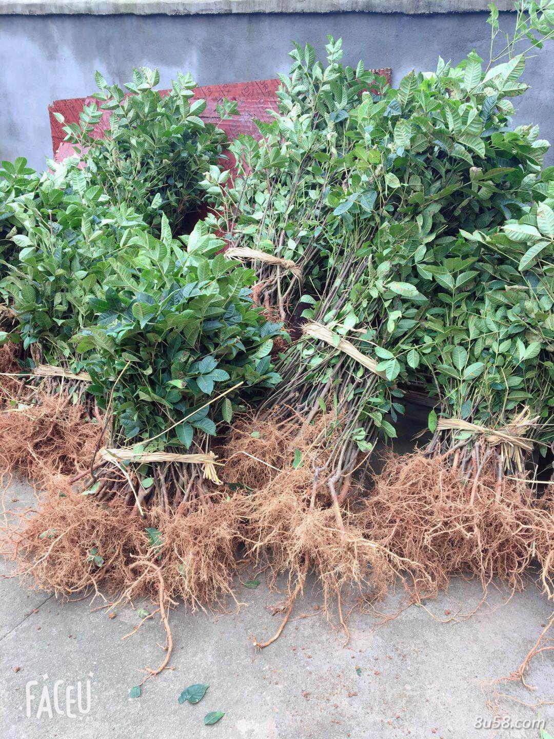 吴茱萸中花种苗 吴茱萸中花种苗