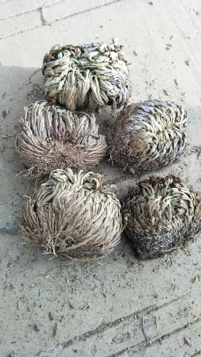野生卷柏（九死还魂草）
