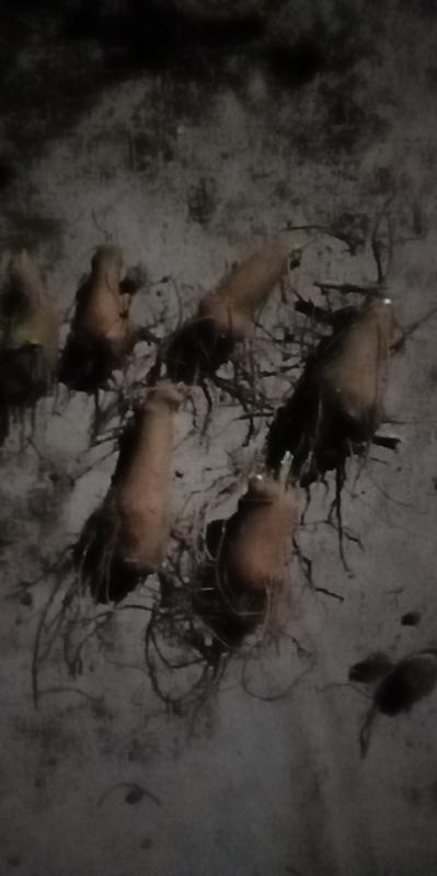 一年白术苗改良的