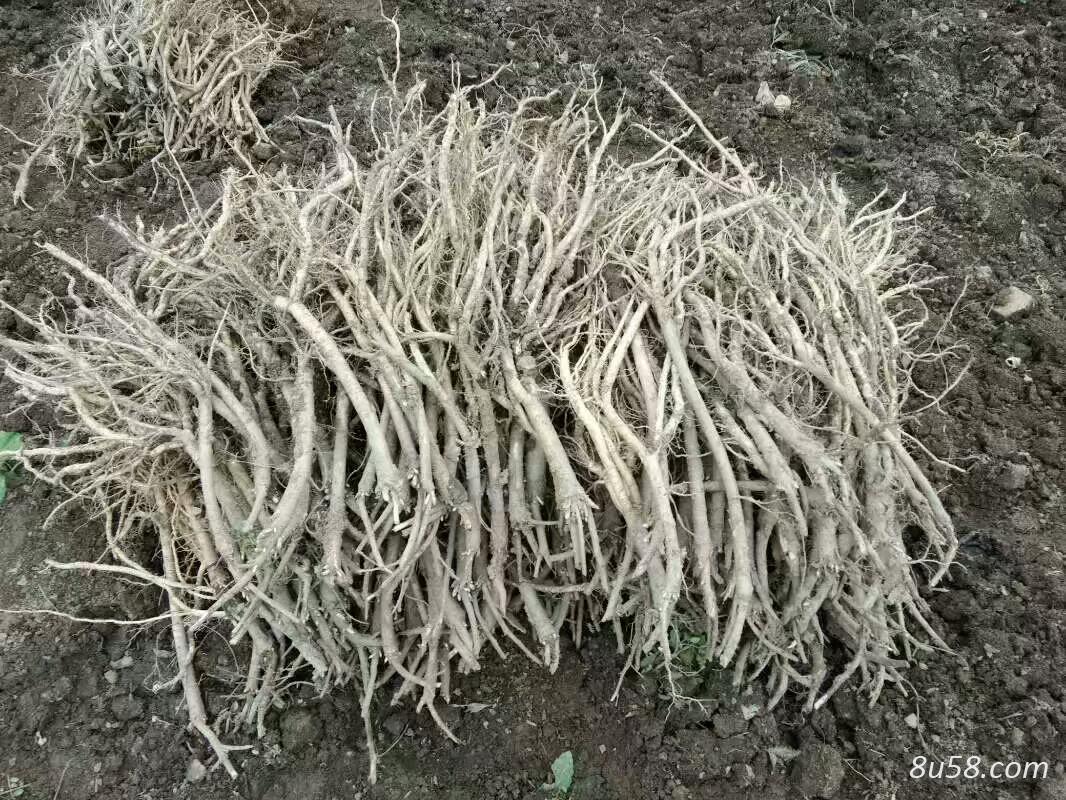 新上市黄芪，药用价值可以保证