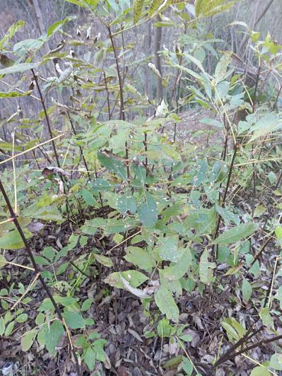 黄柏树苗40至60公分
