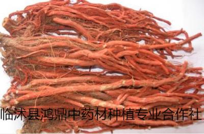 大量出售山东优质干丹参