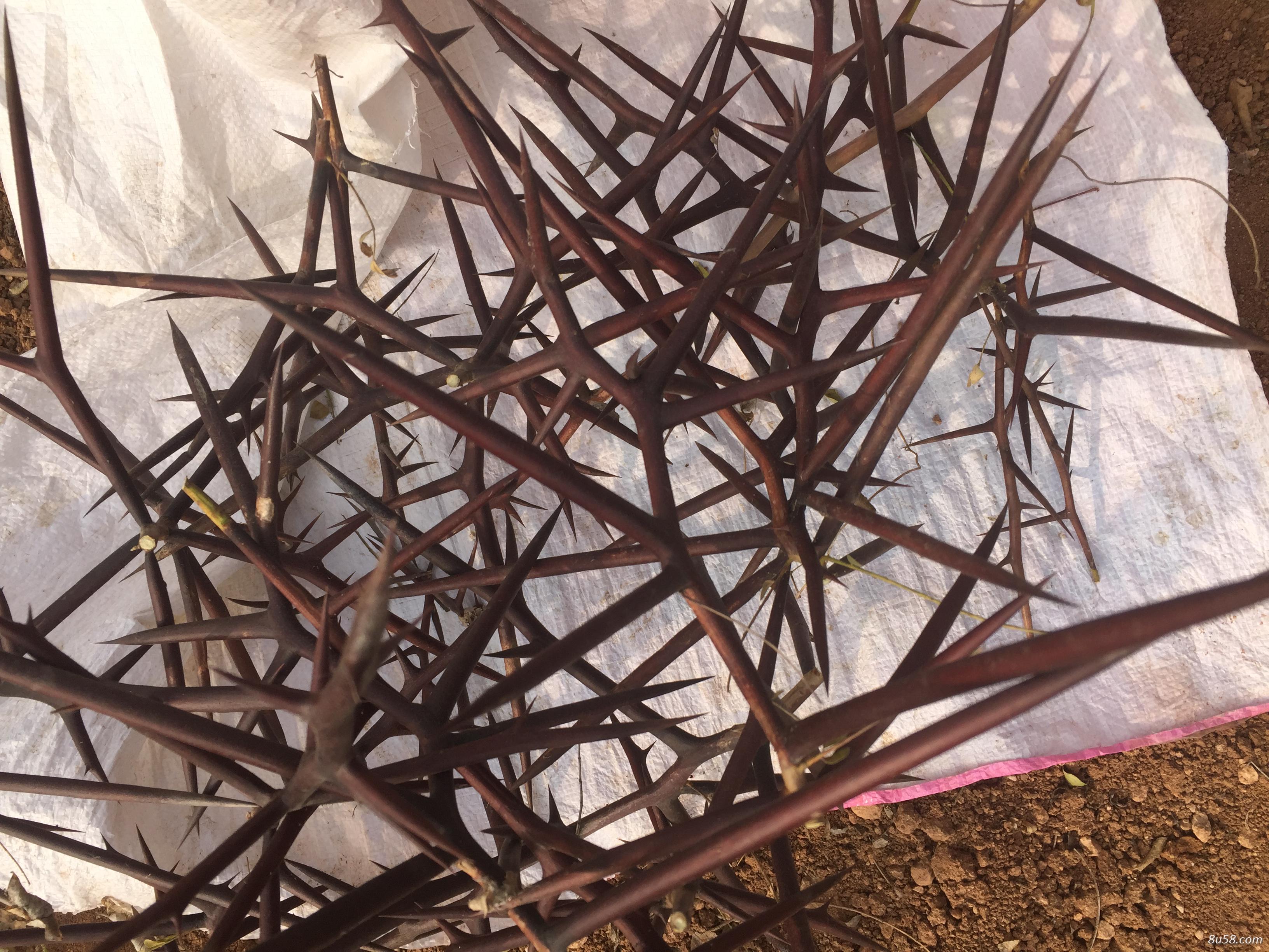 皂角刺 库存5吨