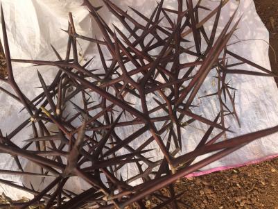 皂角刺 库存5吨